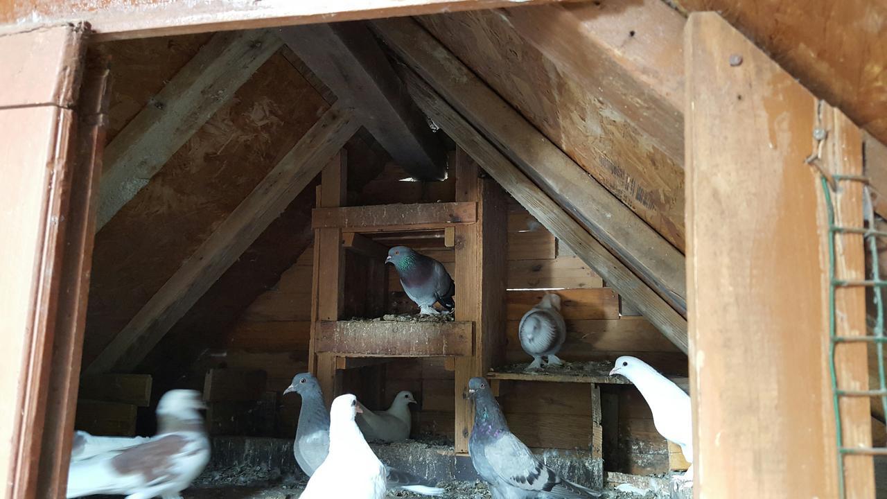 Oranj Ranch Hotel ケメル エクステリア 写真